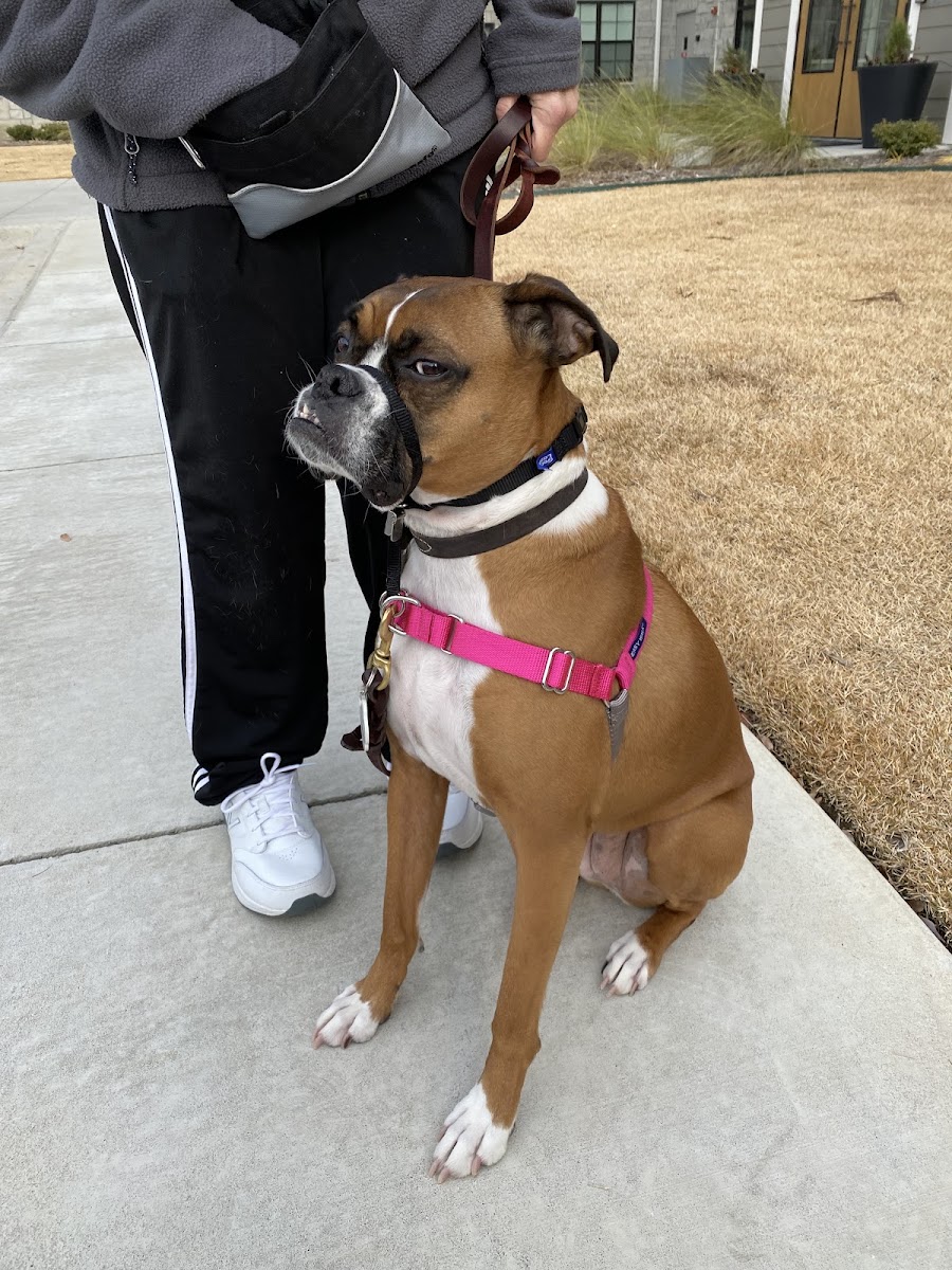 Boxer holding a focused sit on the sidewalk, wearing a pink harness and head halter