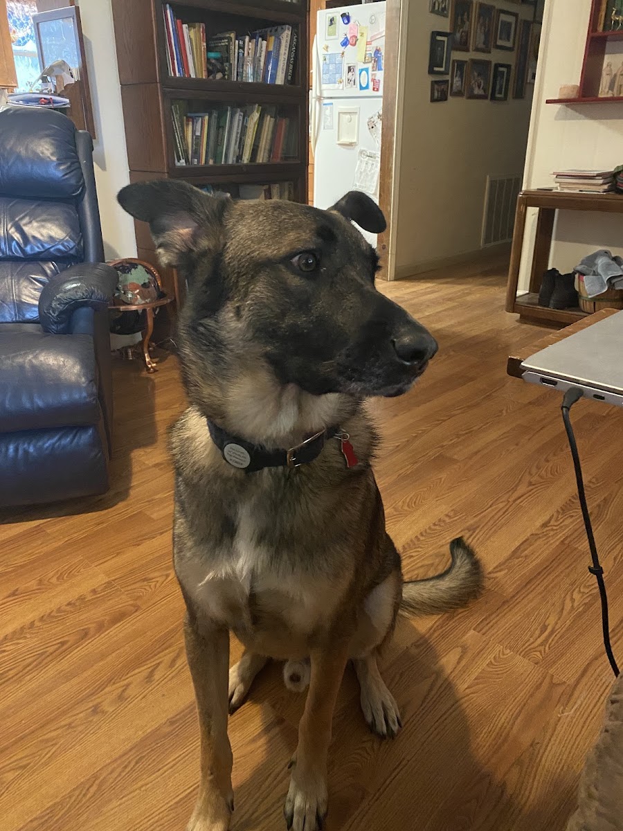 Shepherd-mix sitting attentively inside a client's home during an in-home training session